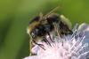 Bombus lapidarius